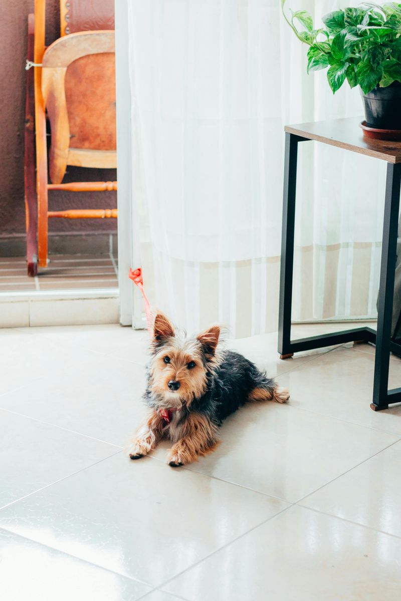 Yorkshire Terrier