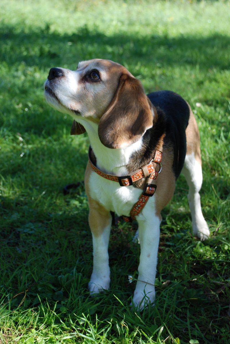 Beagle