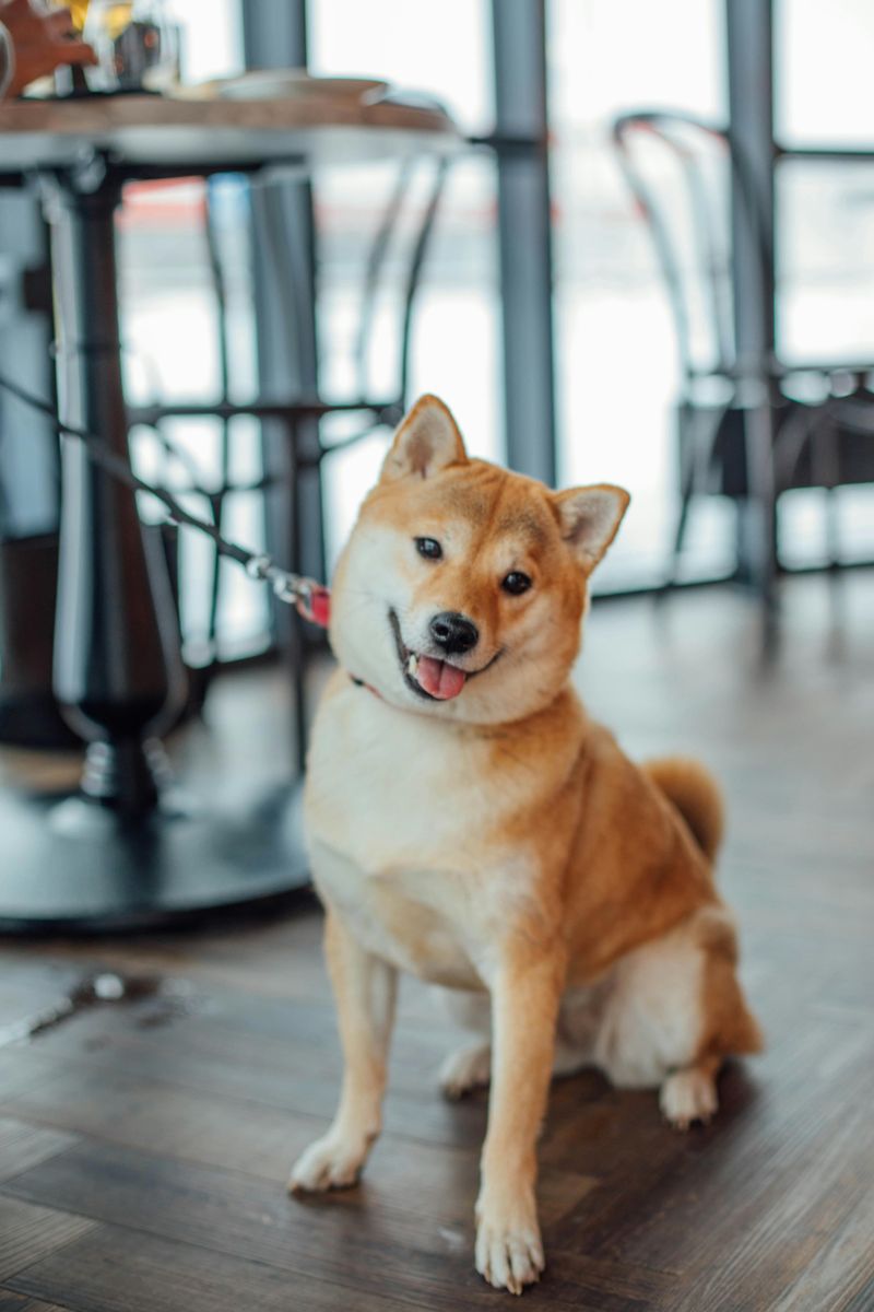 19 Dog Breeds Known for Their Endurance and Survival Instincts 17 Shiba Inu
