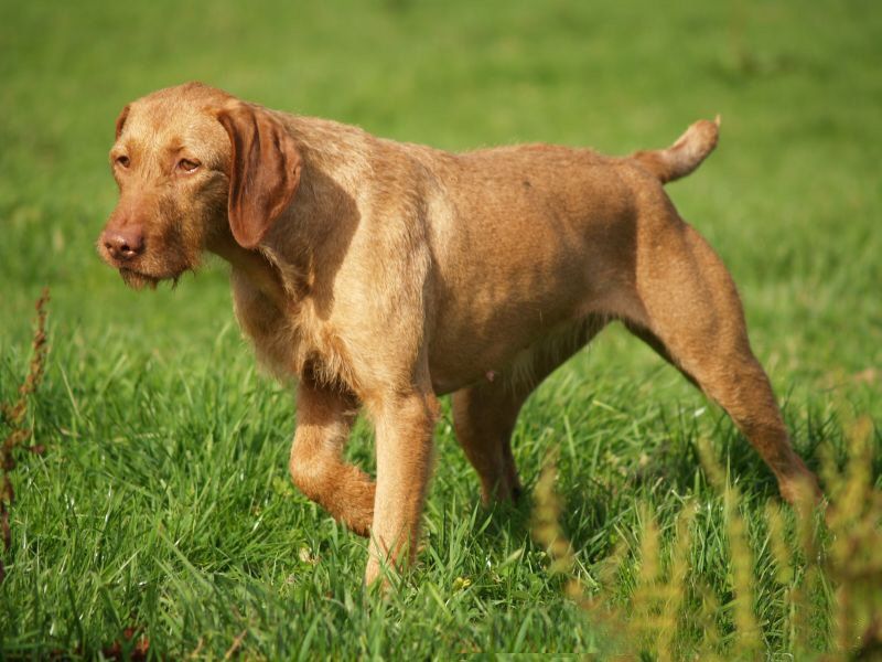 Vizsla