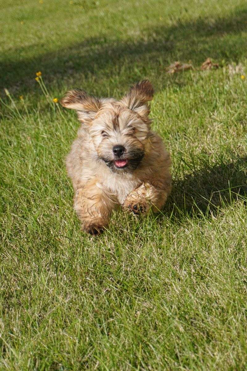 Some dog breeds become more interesting the longer you live with them - and some rarely show their full personality early on 13 Havanese