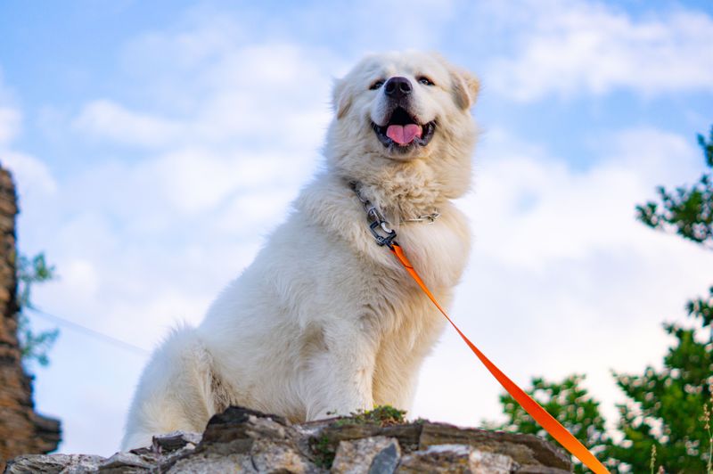 Become important to these breeds and the relationship may last far beyond the everyday routine 11 Great Pyrenees