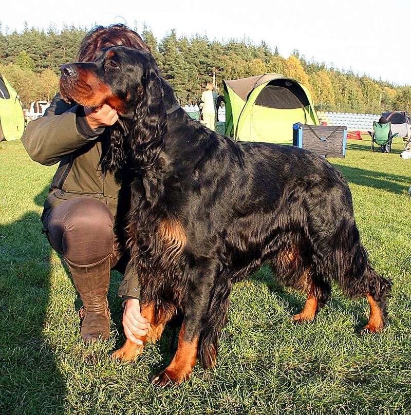 Gordon Setter