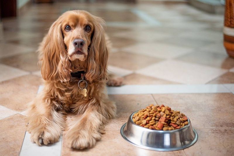 12 dogs that love food so much owners have to stay alert 7 Cocker Spaniel