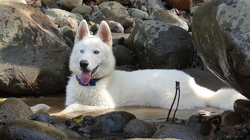 Siberian Husky