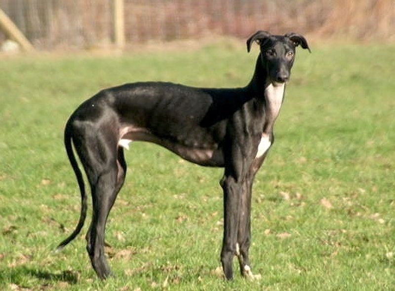 Galgo Español