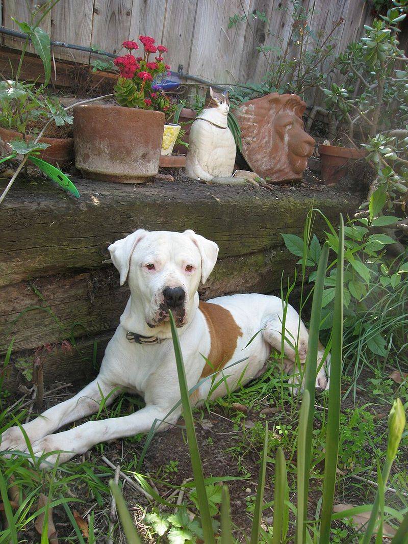 14 strong dog breeds that match the bullmastiff’s calm but intimidating energy 13 American Bulldog
