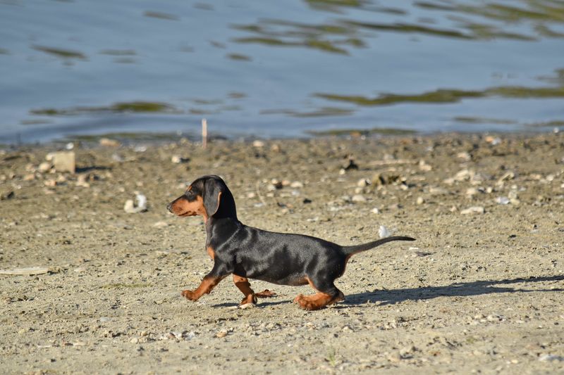 Dachshund