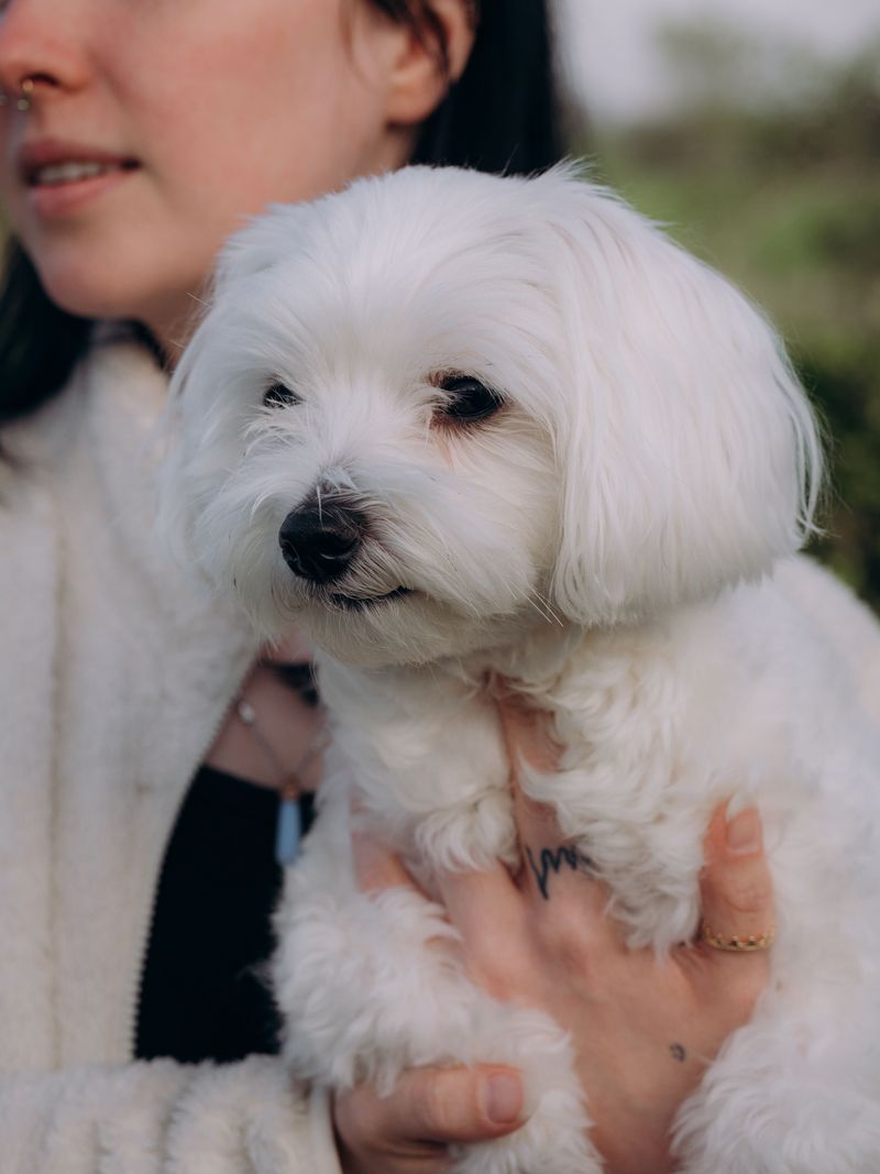 Maltese