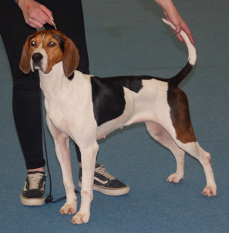 Treeing Walker Coonhound