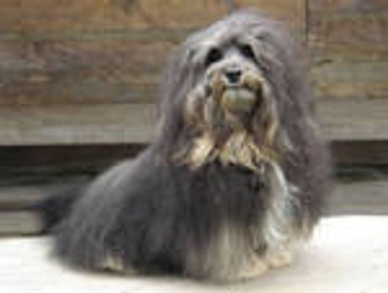 Gentle handling brings out the best in these emotionally aware companions 3 Havanese