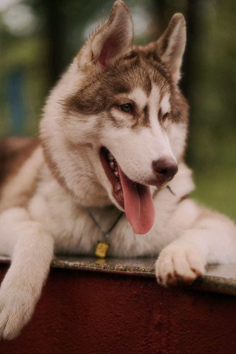 10 popular dog breeds attracting more attention - plus the problems future owners should research first 10 Siberian Husky