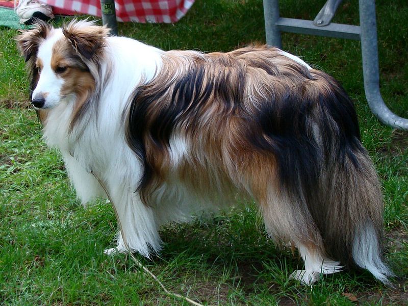25 Social Dog Breeds That Thrive on Meeting New People 14 Shetland Sheepdog