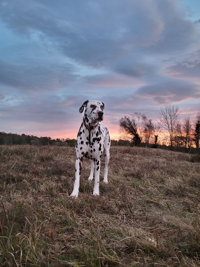 Dalmatian