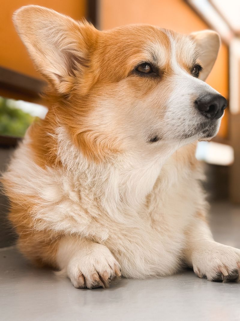 13 small dogs that combine big personalities with a love of human company 8 Pembroke Welsh Corgi