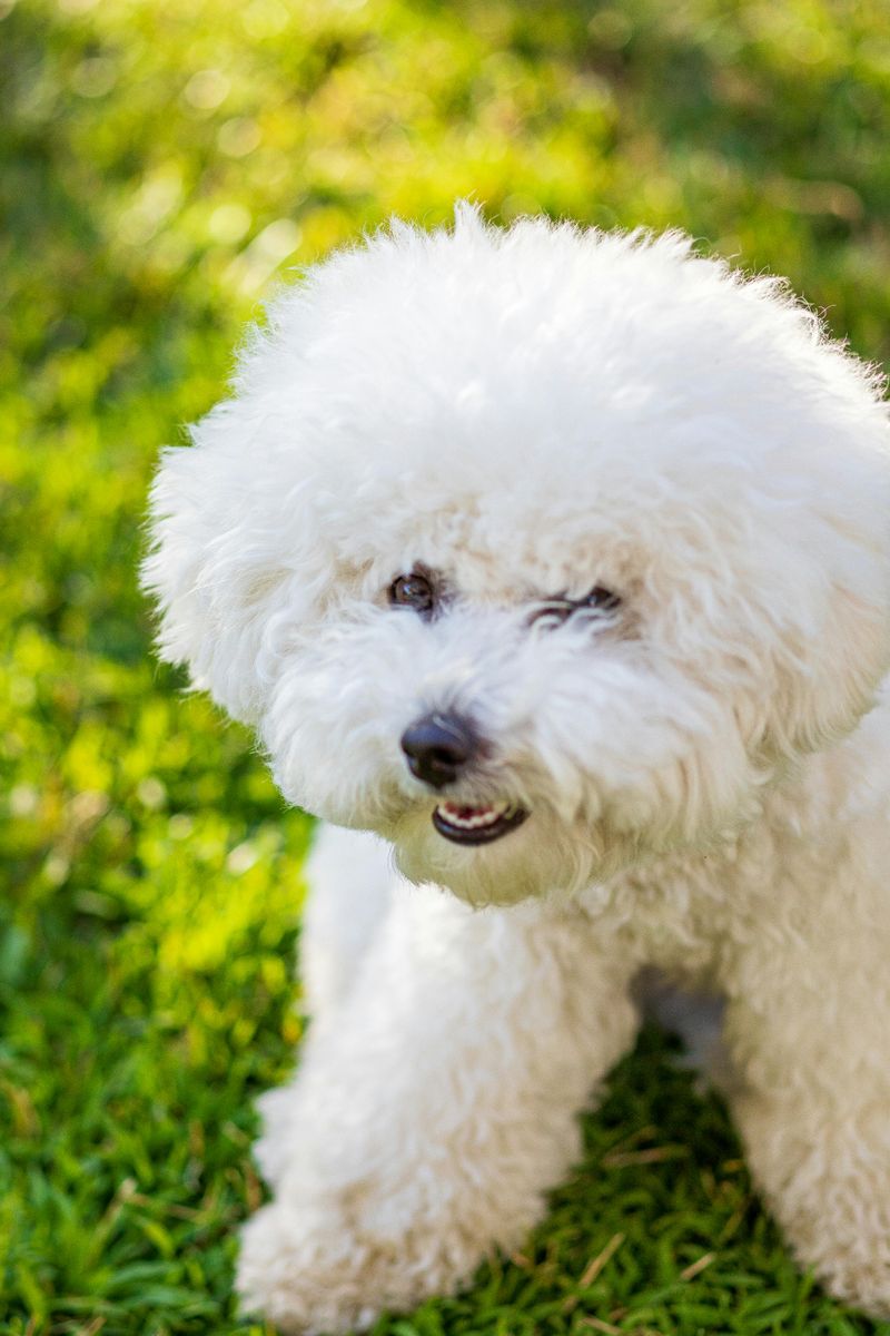 26 Dog Breeds Known for Being Sensitive or Easily Stressed 9 Bichon Frise