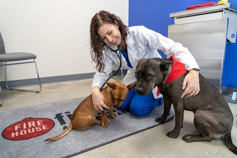 11 dog behaviors that show just how emotionally aware they really are 7 Leaning against you for reassurance