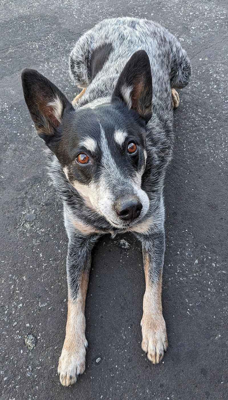 13 dog breeds people rush to adopt and quietly give up on later 9 Australian Cattle Dog