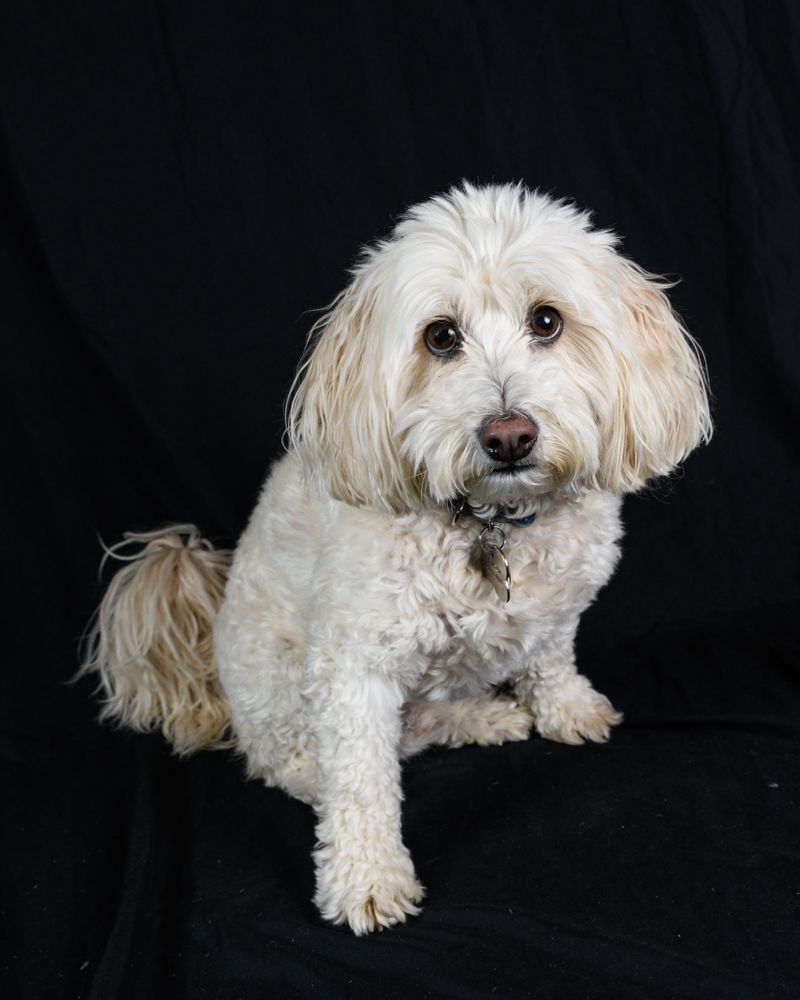 Sleeping close isn't just a habit for these 13 dog breeds - it's how they feel secure 6 Havanese