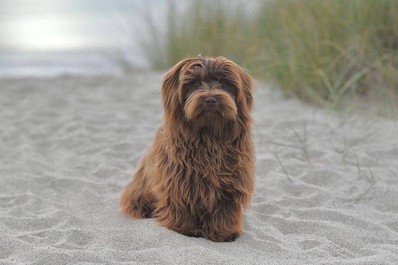 Some dog breeds form such deep bonds that goodbyes never get easier 5 Havanese