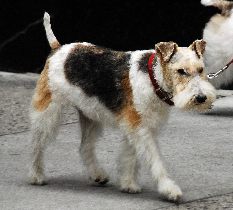 Wire Fox Terrier