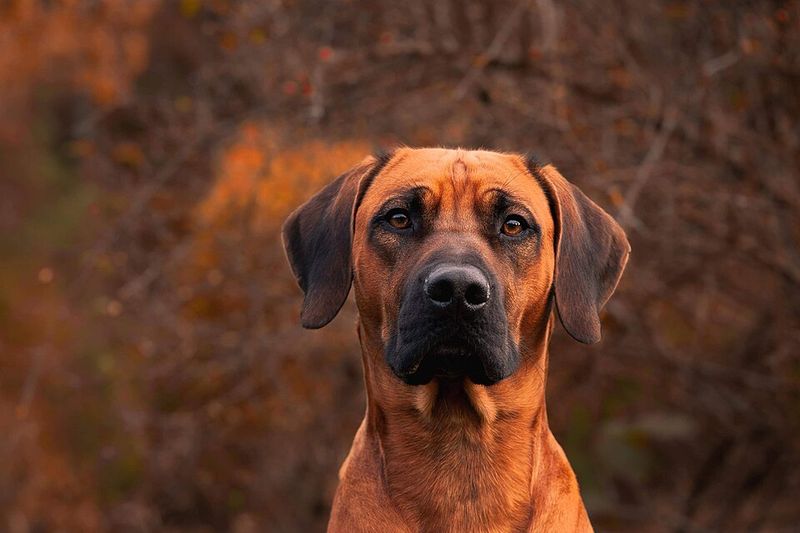 Think a reserved dog doesn't like you? These 11 breeds may prove patience is worth it 10 Rhodesian Ridgeback
