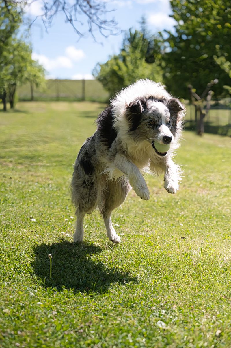 Change your morning routine and these observant dogs may immediately notice something is different 13 Border Collie