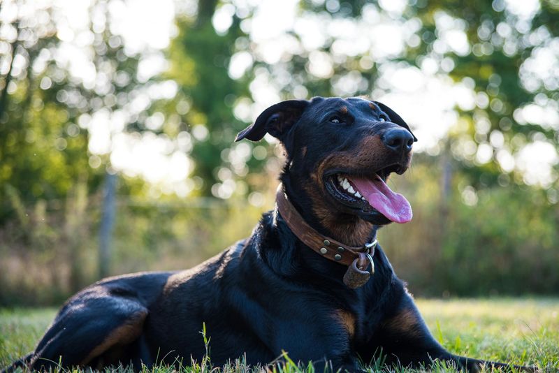 13 breeds that tend to be naturally alert without constant barking 9 Beauceron