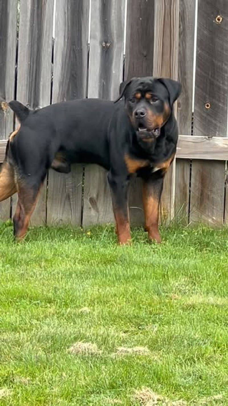 Pitweiler