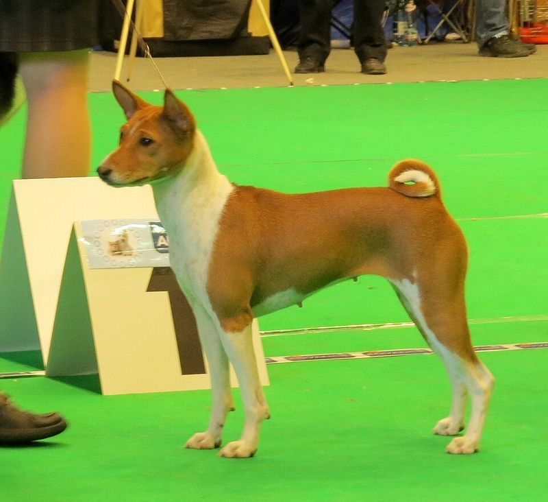 8 Exceptionally Well-Behaved Dog Breeds (And 8 That Are Far More Challenging) 12 Basenji