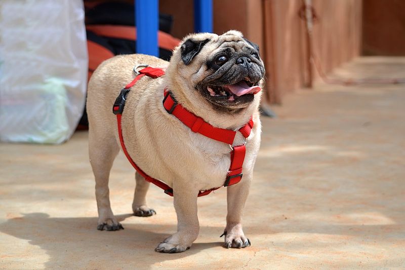 14 ultra-social dog breeds that act like everyone is their best friend 15 Pug