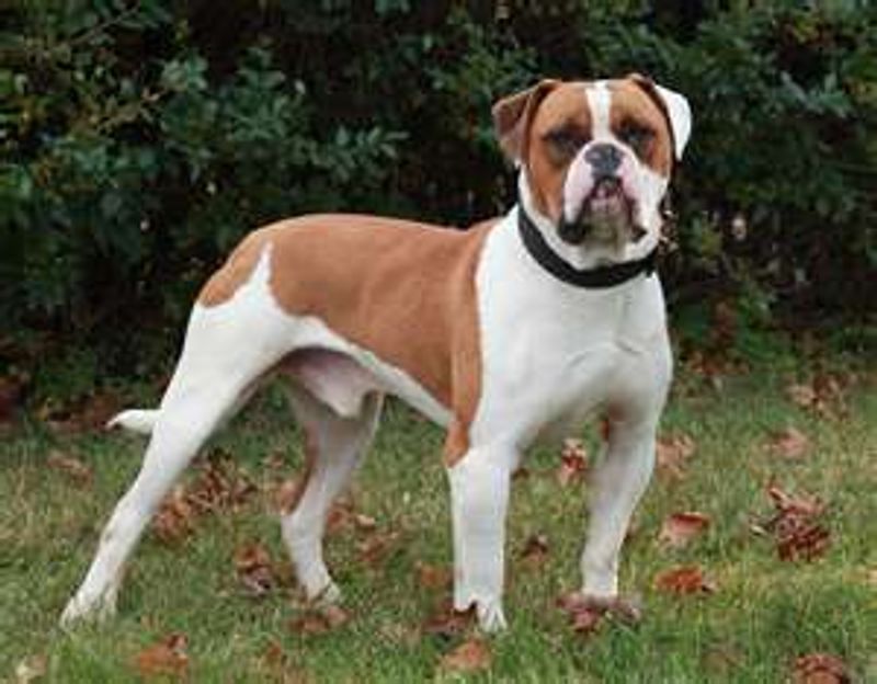 From working partners to household companions, these dogs have distinctly American origins 5 American Bulldog