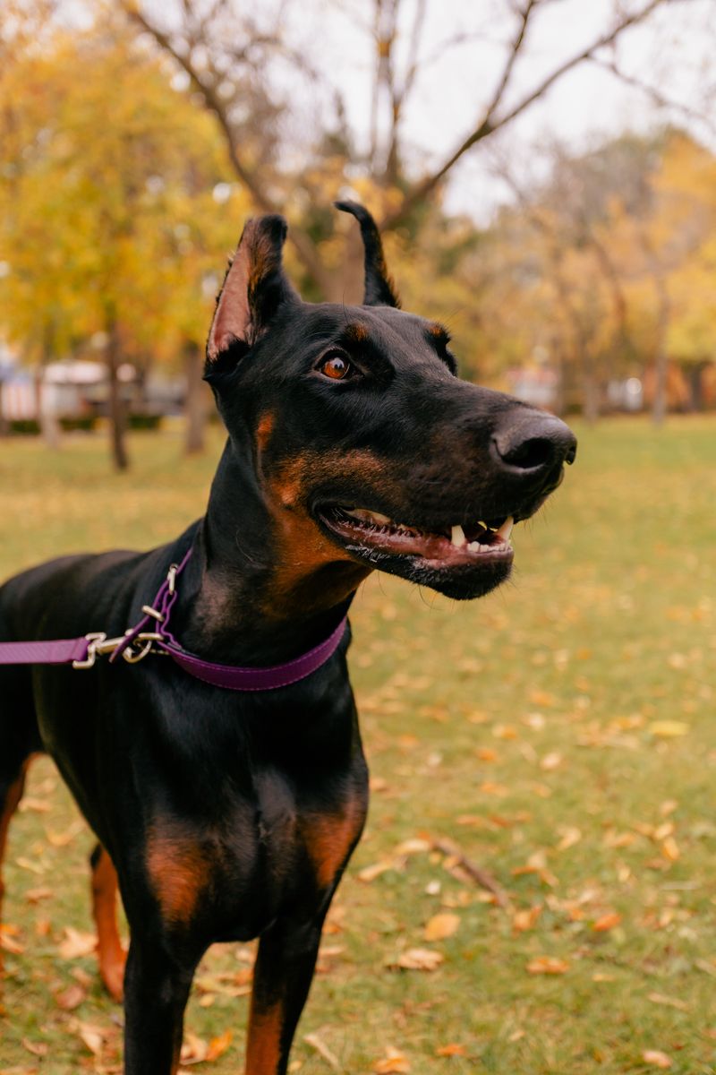 Doberman Pinscher