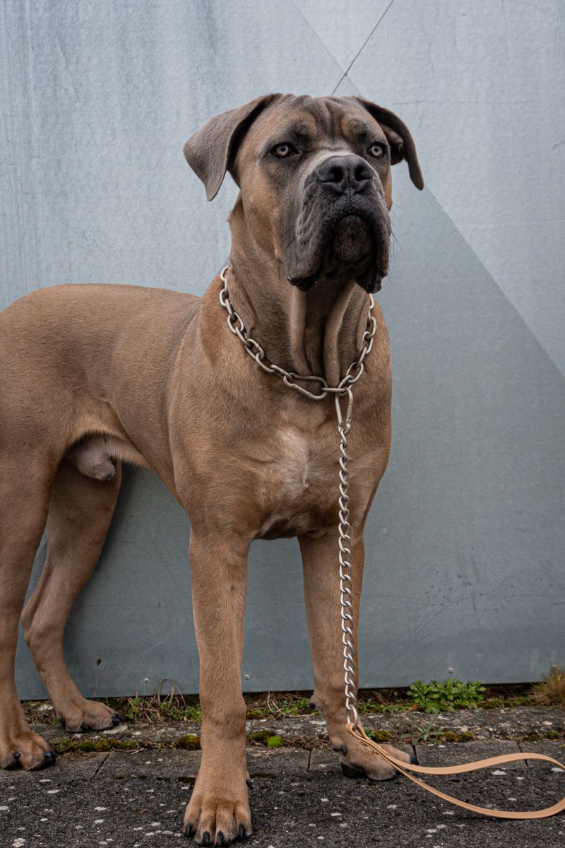 Research Reveals 25 Dog Breeds with the Shortest Average Lifespans — and Why 16 Cane Corso