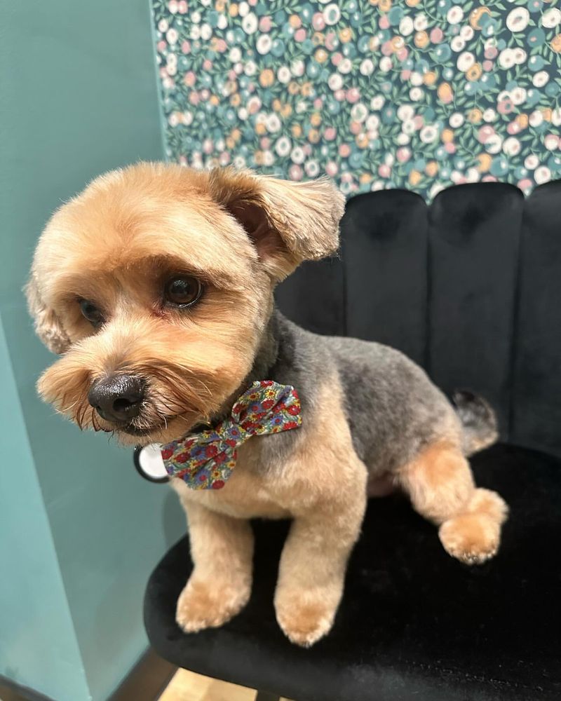 Yorkipoo (Yorkshire Terrier + Poodle)