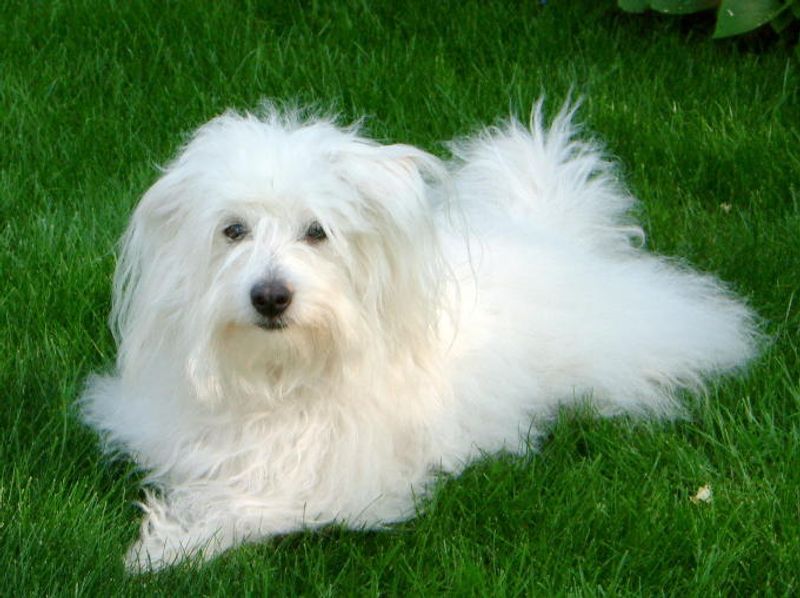 Looking for a companion with a built-in off switch? These breeds stand out 12 Coton de Tulear