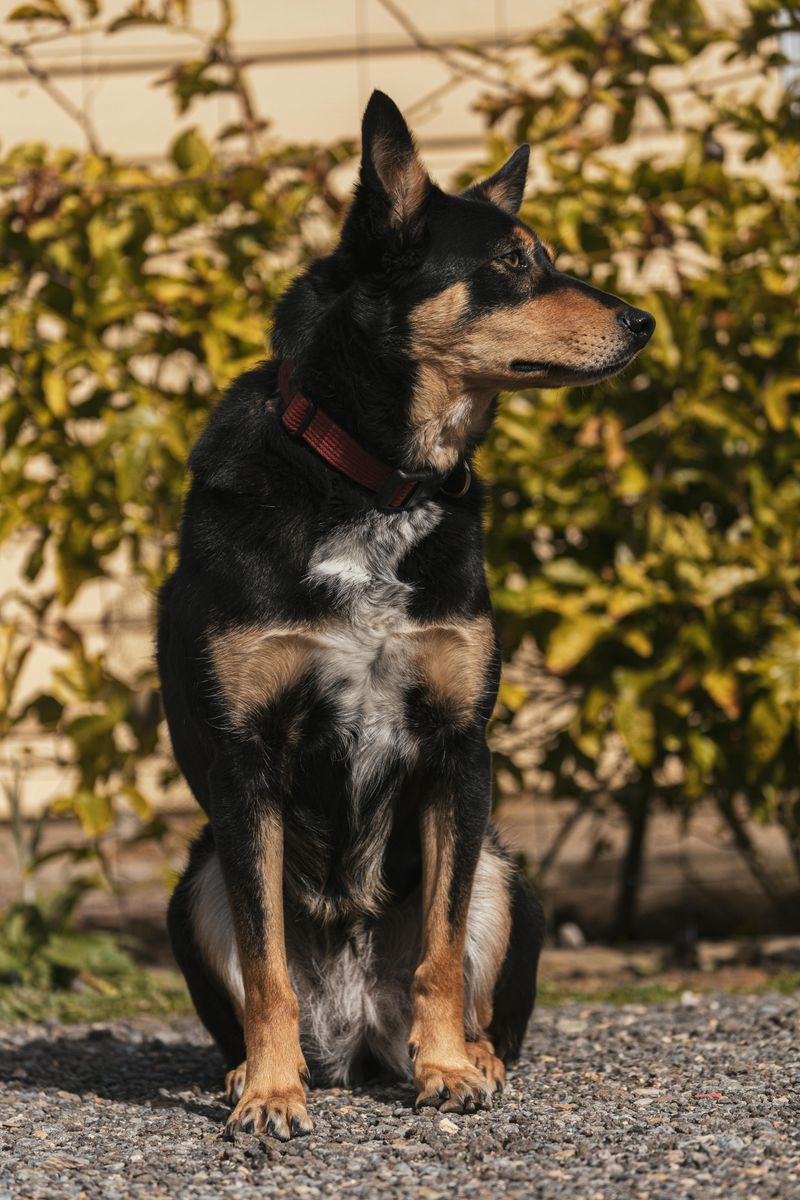 14 dogs that love a job (even if you didn’t plan on giving one) 7 Australian Kelpie