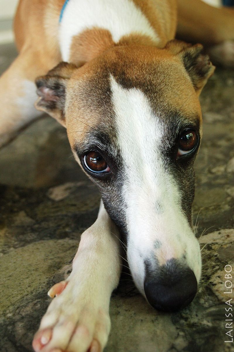 New environments rarely slow these 12 confident dog breeds down 13 Whippet