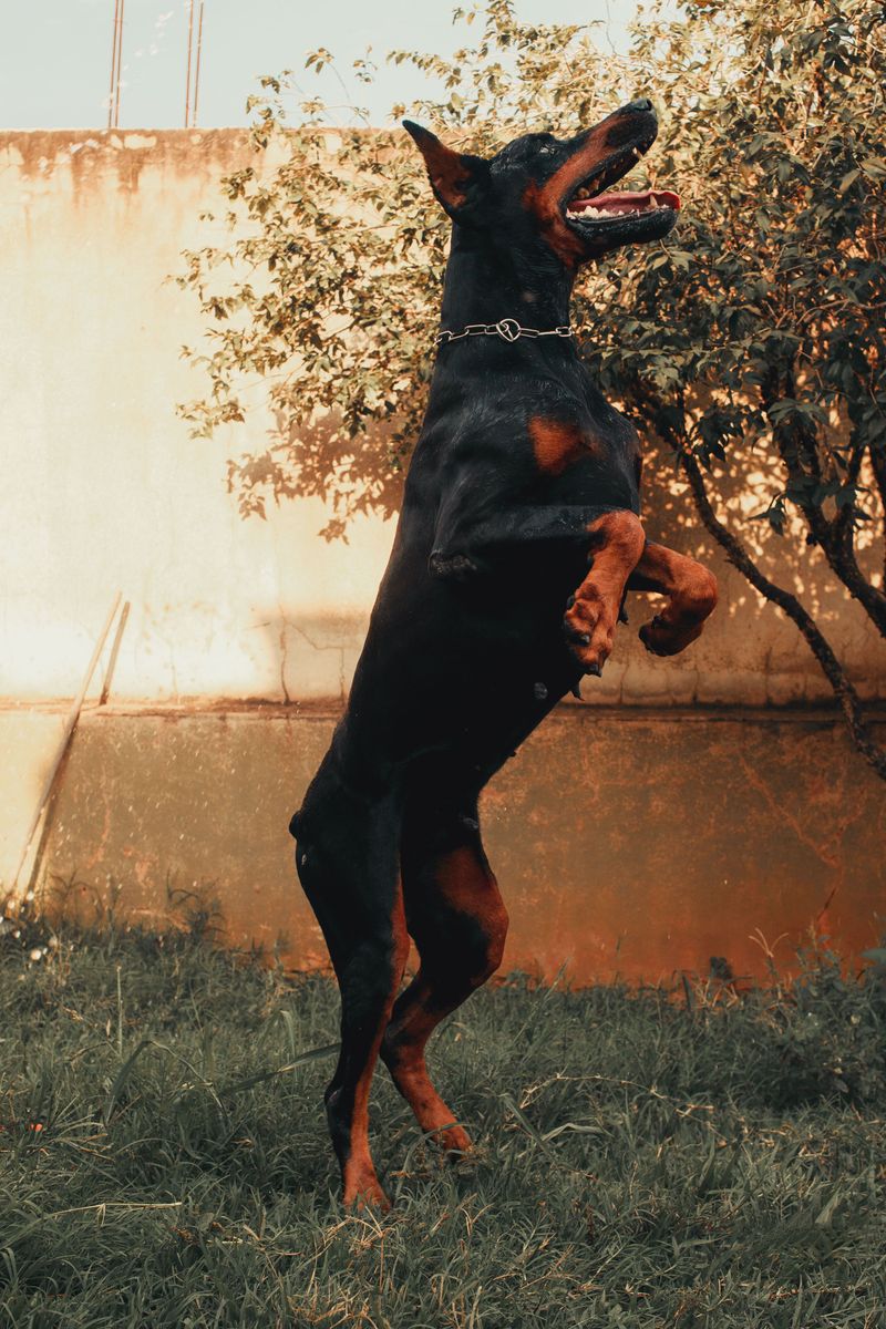 Clear rules can click quickly with these responsive, people-focused breeds 6 Doberman Pinscher - focused power with purpose