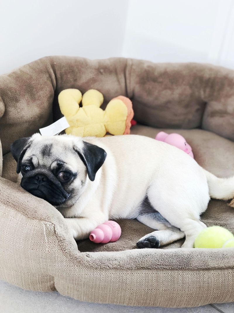15 Laid Back Companion Dog Breeds for People Who Just Want a Chill Friend 10 Pug