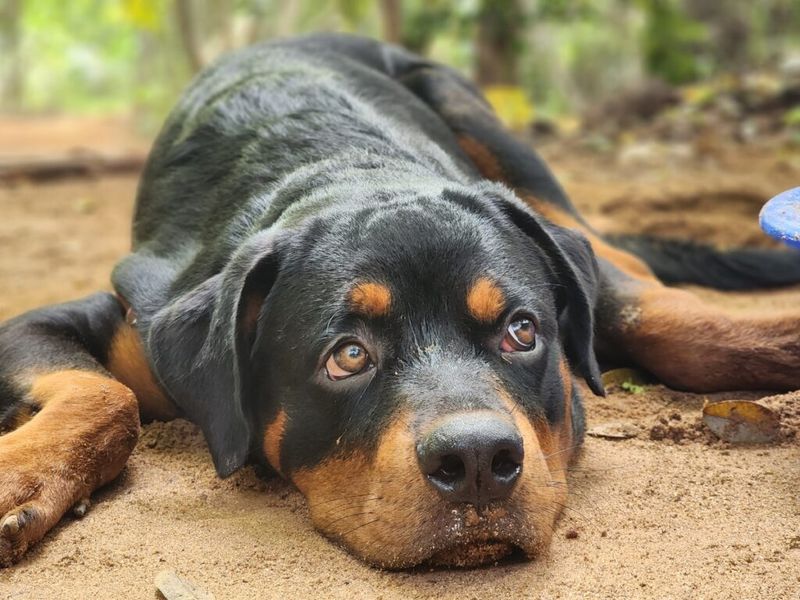 Before blaming your dog, take a closer look at these everyday habits 5 Ignoring stress signals