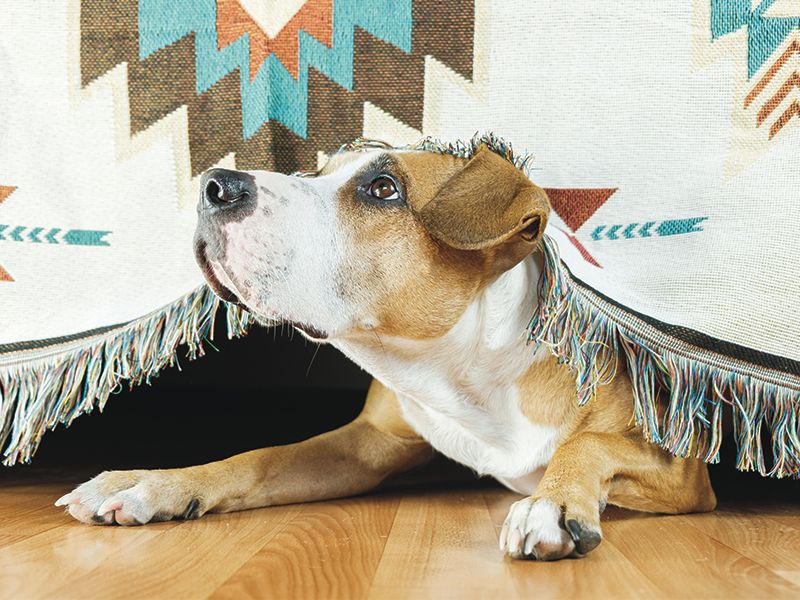 Quiet Withdrawal Rather than Barking or Growling