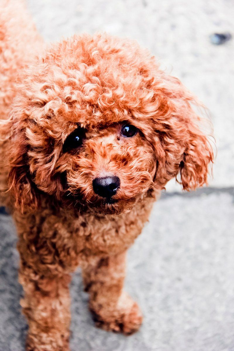 24 Dog Breeds That Demand Frequent Grooming and Daily Maintenance 4 Poodle