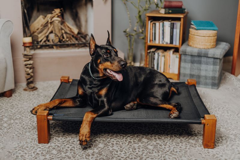 11 dog breeds that form powerful human bonds - plus 3 that may be happier around fellow dogs 2 Doberman Pinscher