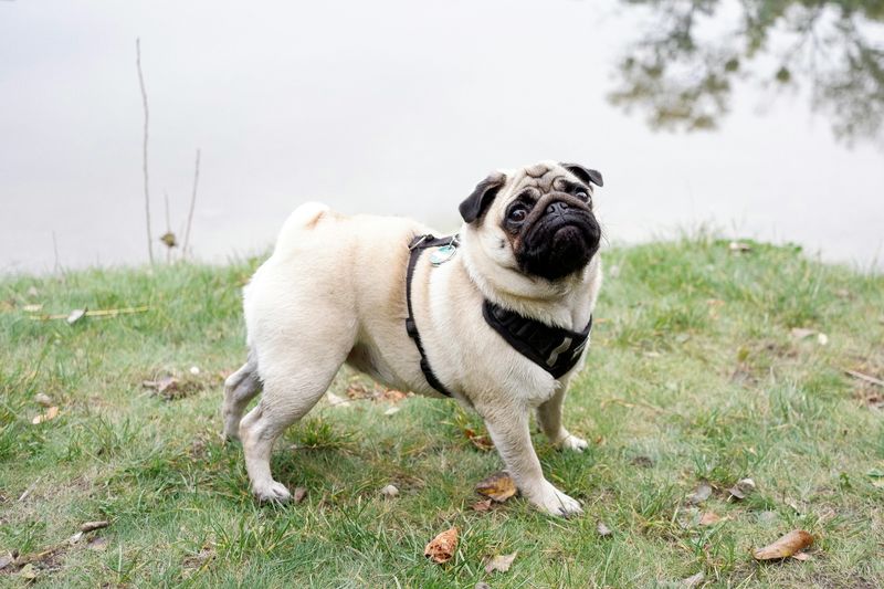 26 Kind-Hearted Dog Breeds That Welcome Everyone with a Wagging Tail 19 Pug
