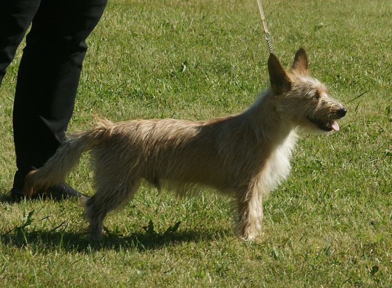 10 Dog Breeds That Suddenly Refuse a Favorite Food - Don’t Ignore This Pattern 7 Portuguese Podengo