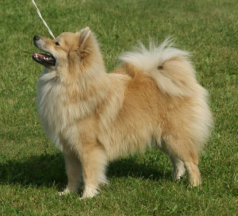 German Spitz Mittel