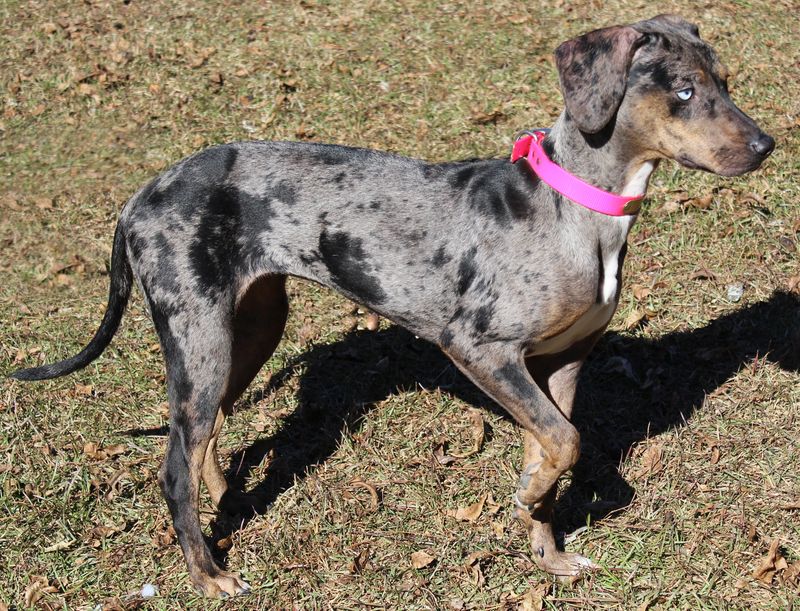 Catahoula Leopard Dog