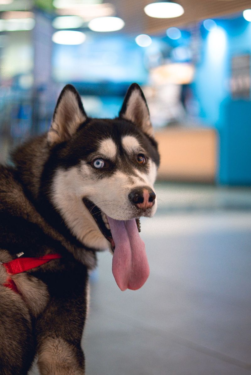 10 dogs that can turn five minutes of inconvenience into a performance worthy of an audience 2 Siberian Husky