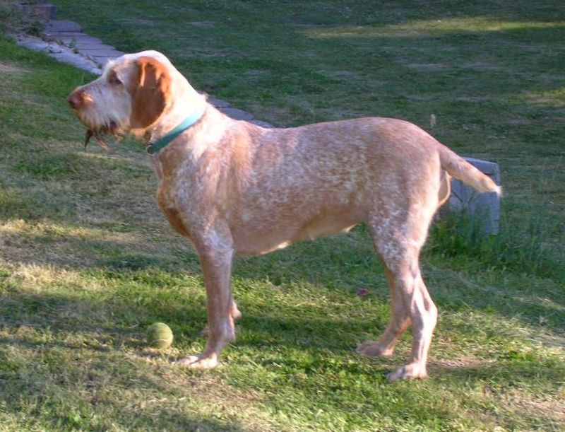 25 Bird Dog Breeds That Balance Hunting Instincts with Family Life 21 Spinone Italiano